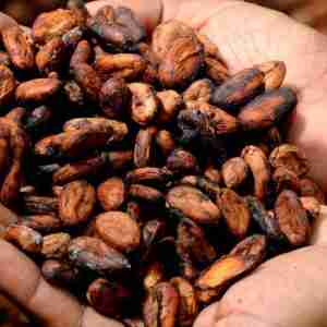 Ancient Maya Sacred Cacao Groves: Cultivating cacao trees in the shade of karst sinkholes