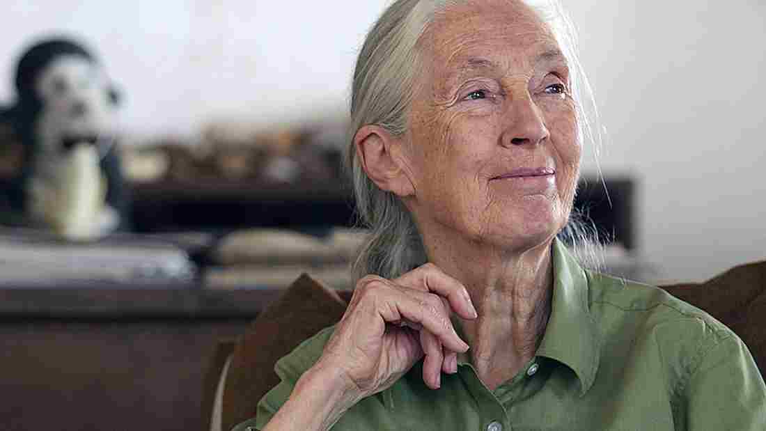 Jane Goodall - a pioneering primatologist