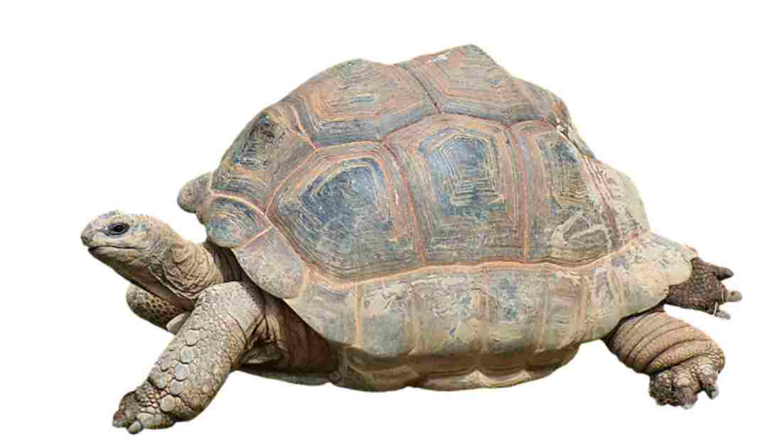 Archaeologists find remains of pregnant tortoise in Pompeii