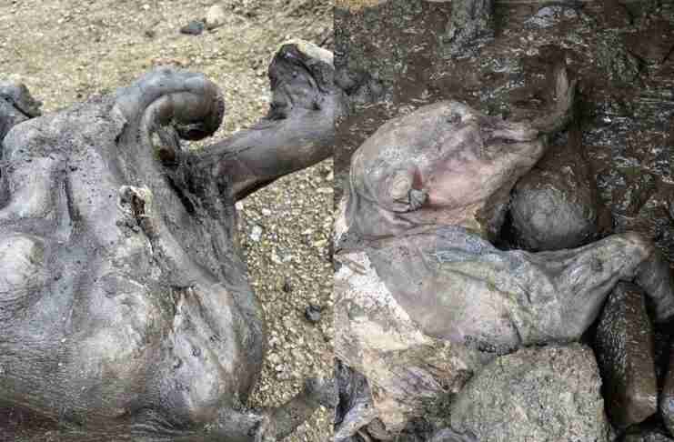 A Preserved Prehistoric Baby Mammoth Discovered in Canada