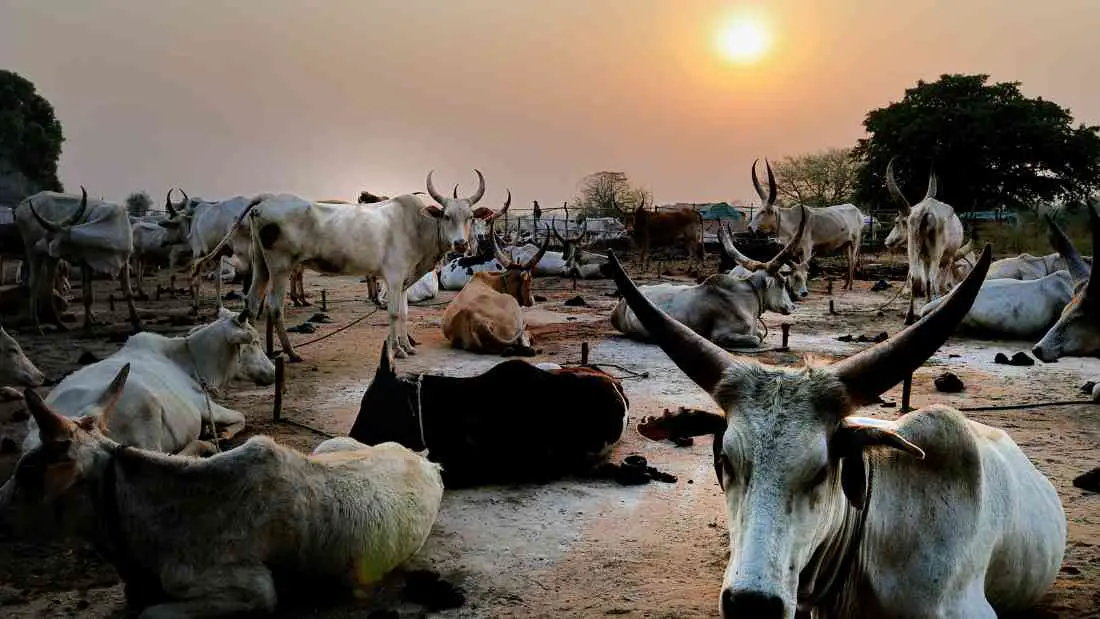 dinka cattle sudan. Michael Walsh, CC BY 3., via Wikimedia Commons