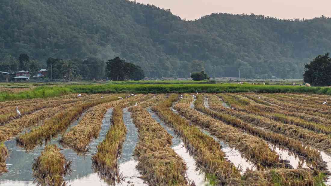 rice cultivation - the personal is political