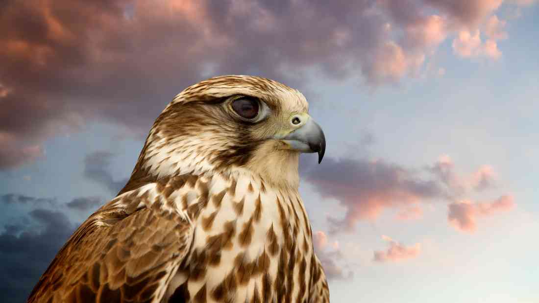 the falcon-headed deity
