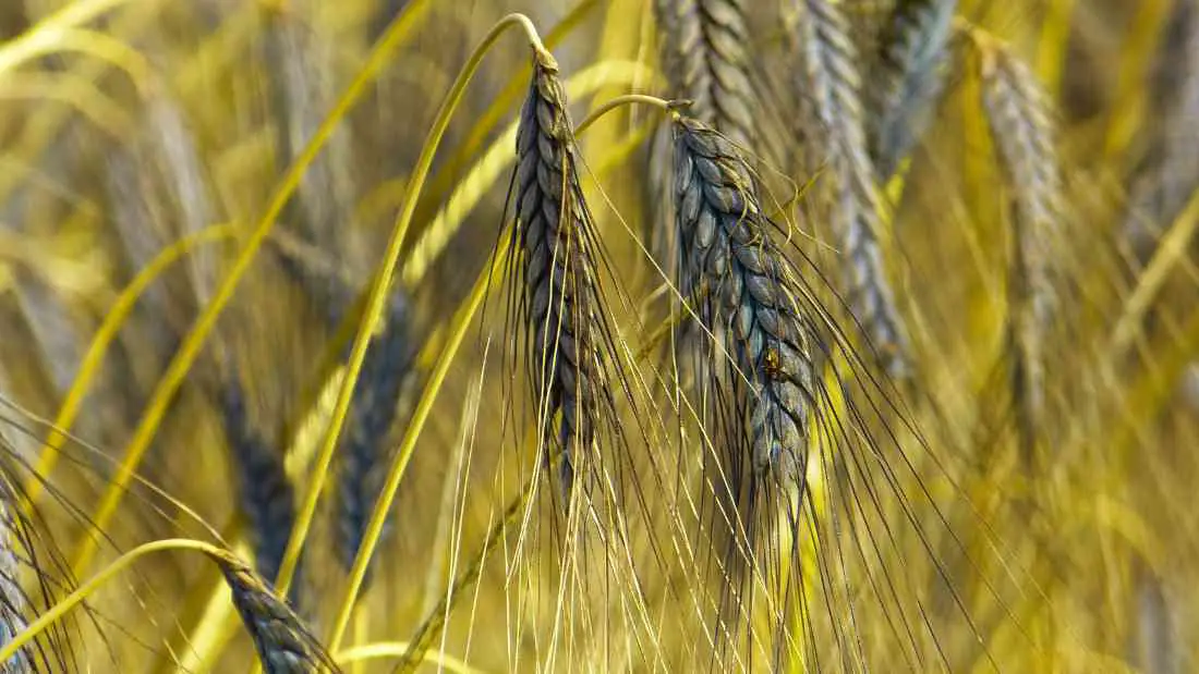 emmer ancient wheat