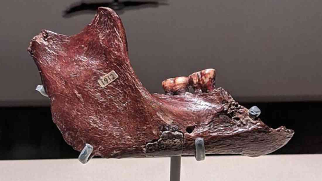 The jawbone fragment of the supposed "Piltdown Man" on display as a part of the "Treasures of the Natural World" exhibition at Melbourne Museum in June of 2021. This jawbone, and other bone fragments used in the Piltdown Man hoax, is currently held in the collection of the Natural History Museum in London.